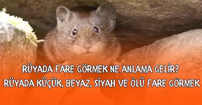 Ruyada Fare Gormek Ne Anlama Gelir Ruyada Kucuk 18534104 7779 Amp