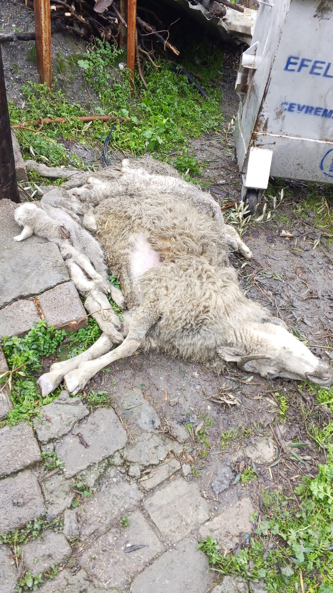 I M G 20260202 W A0033