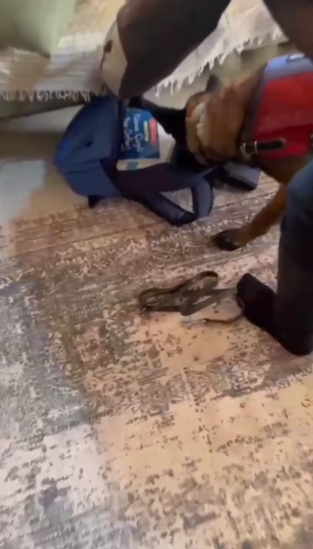 I M G 20260213 W A0033