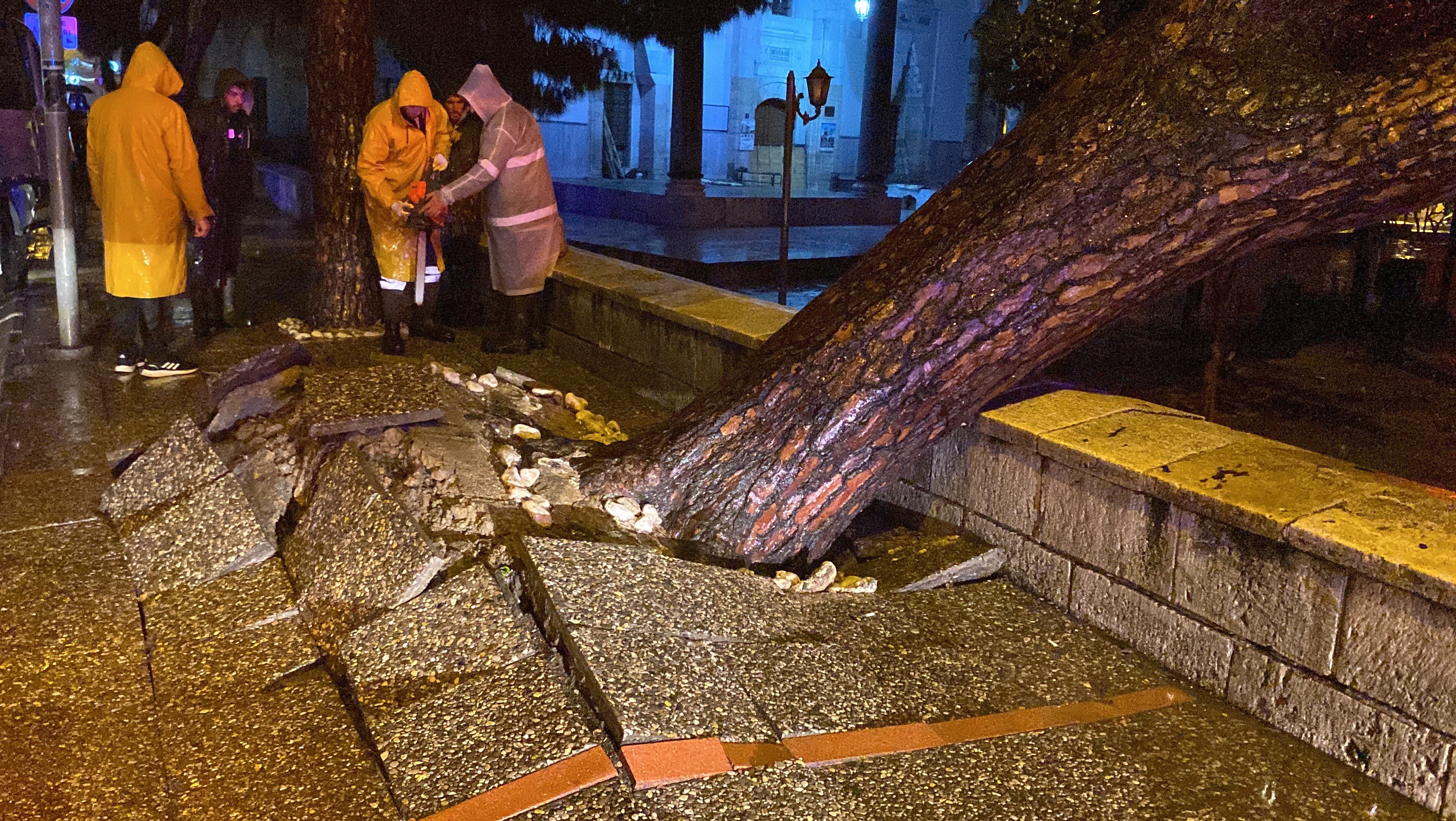 Aydın’da asırlık çam ağacı devrildi