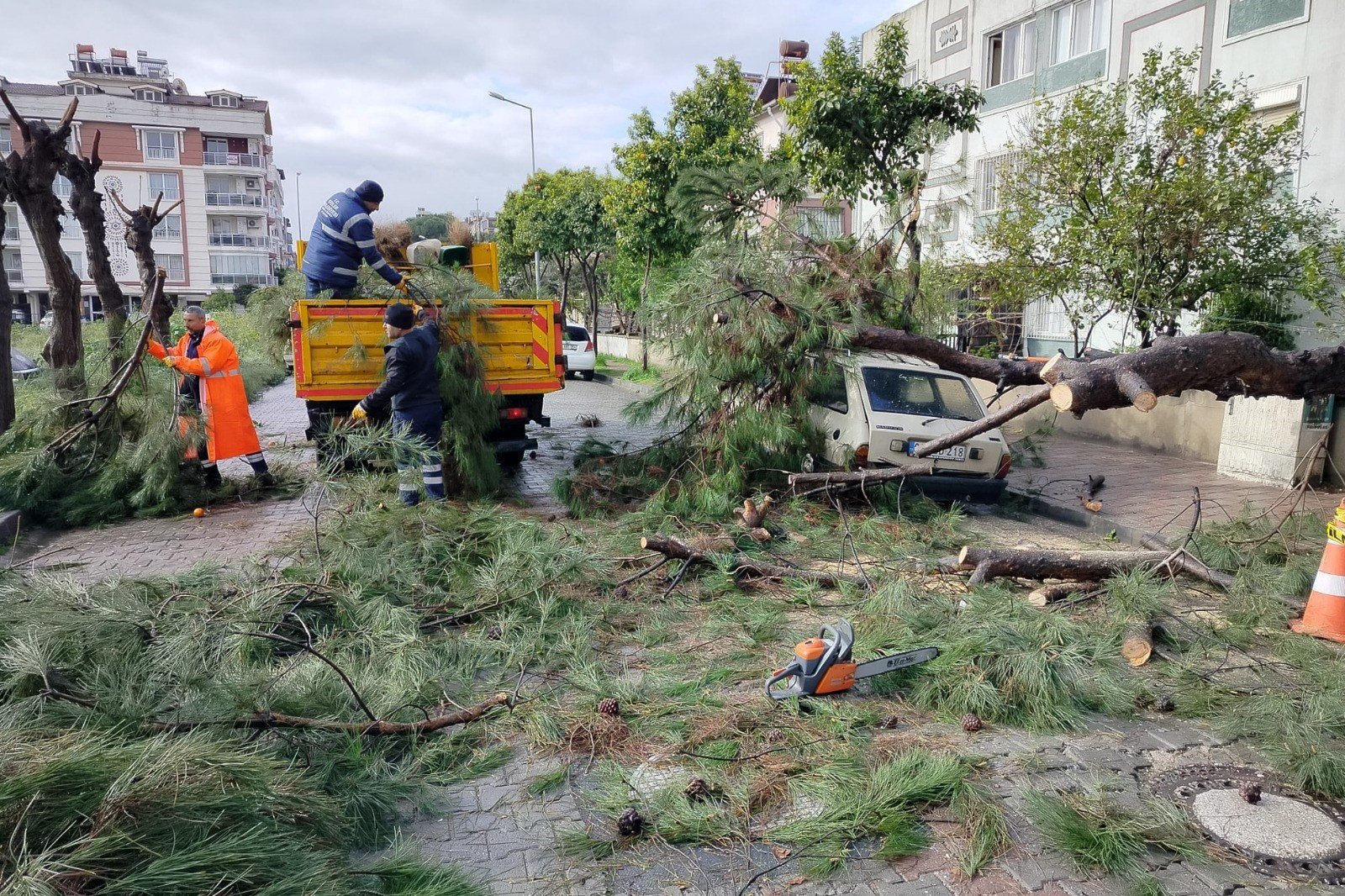 Park halindeki aracın üzerine ağaç devrildi, Efeler'in ekipleri müdahale etti