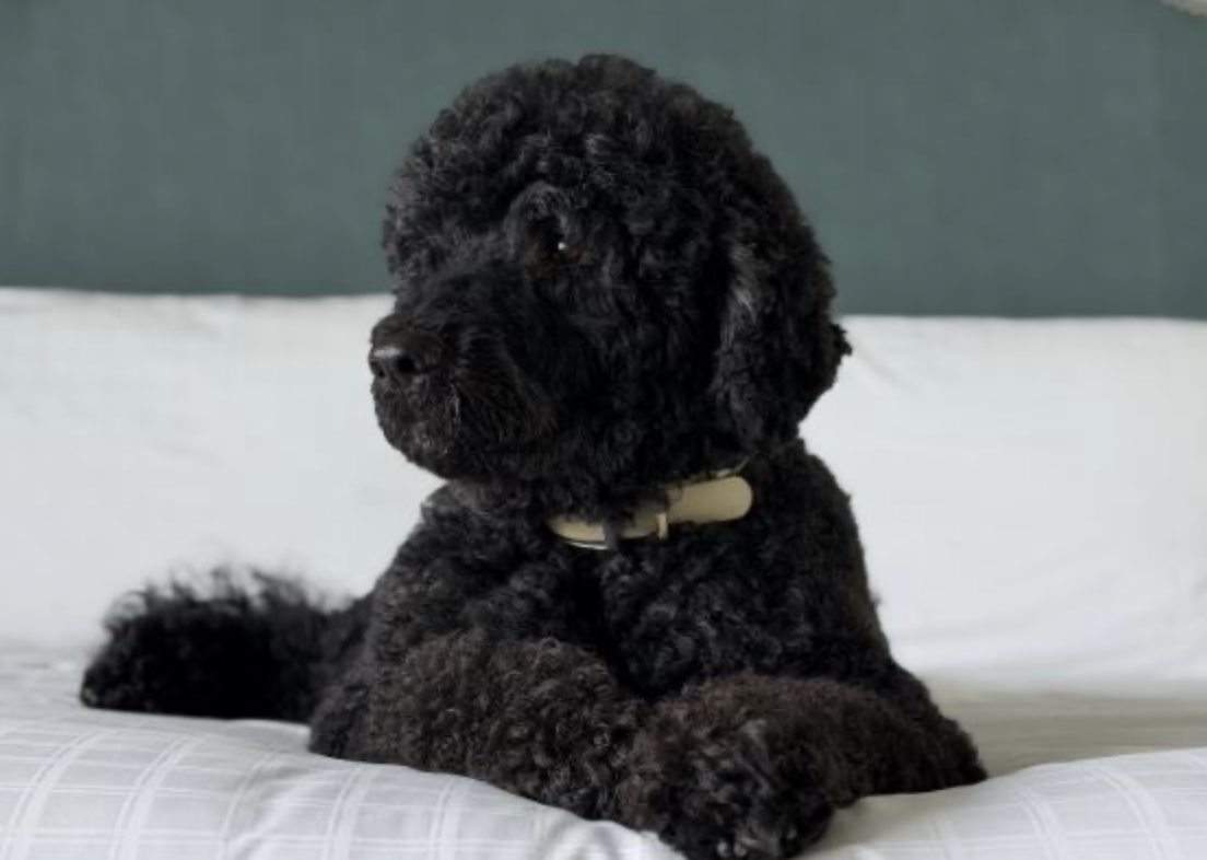 Obama ailesinin köpeği Sunny öldü