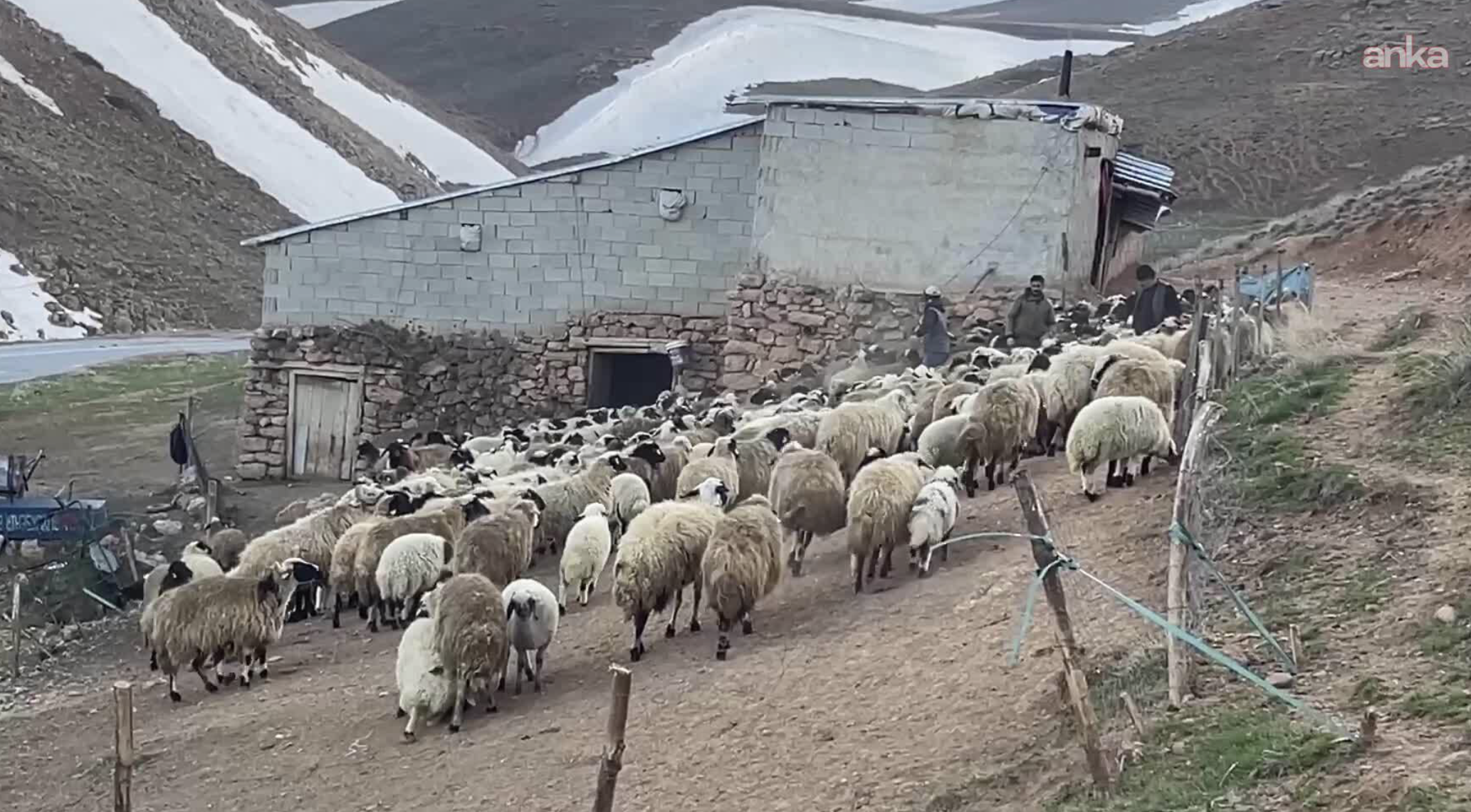 Koyun sayısı yüzde 6 arttı