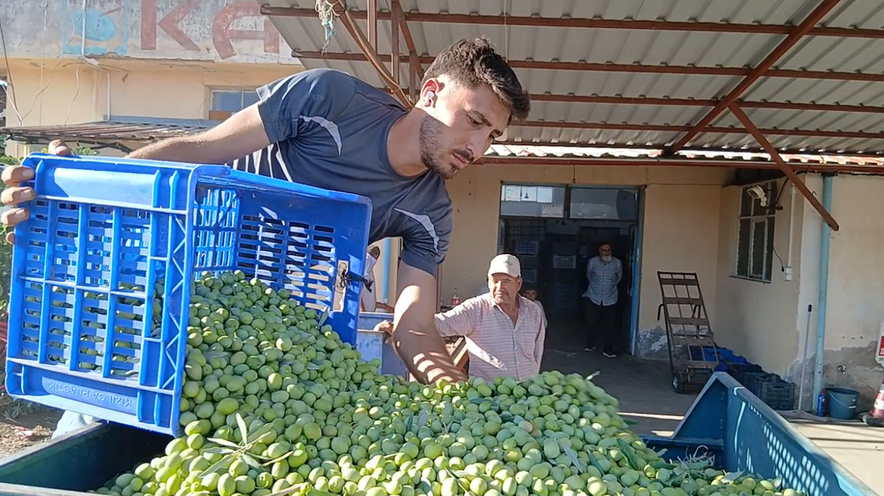 Zeytin üreticilerinden fiyatlara tepki: “Maliyetler katlandı, alım fiyatı düştü”