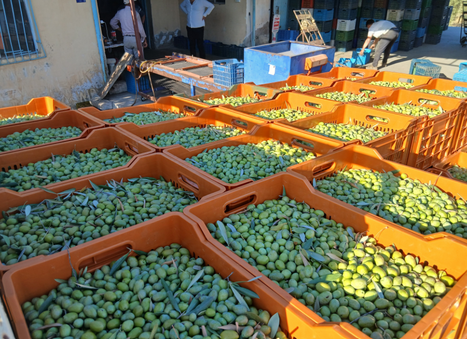 Zeytin-2