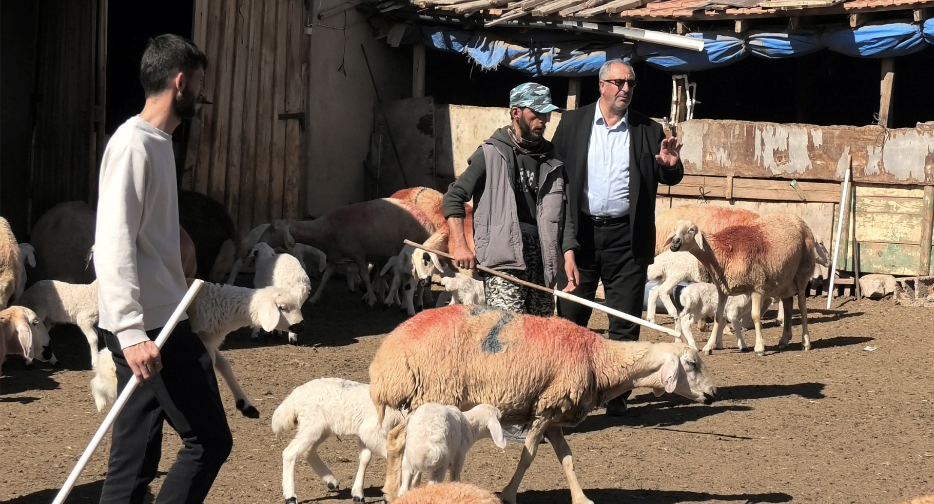 Yozgat’ta sertifikalı Afgan çoban göreve başladı