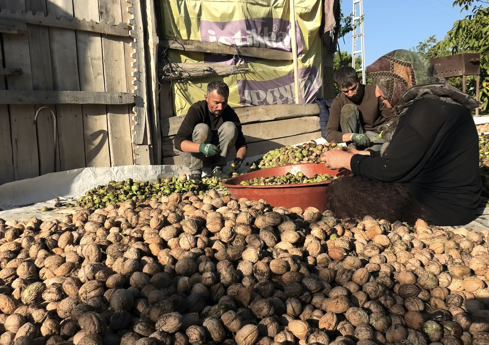 Yozgat’ta ceviz hasadı başladı: Maliyet arttı, fiyat yerinde saydı!