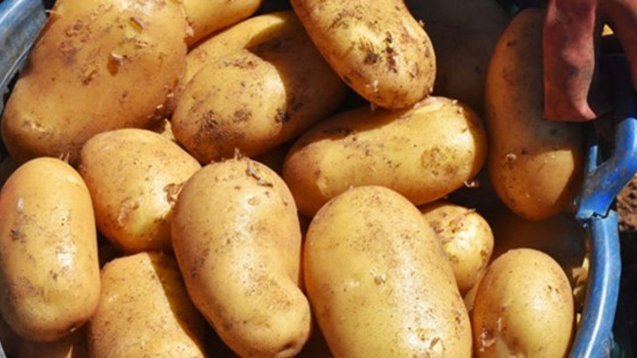 Turfanda patates, üreticinin yüzünü güldürdü