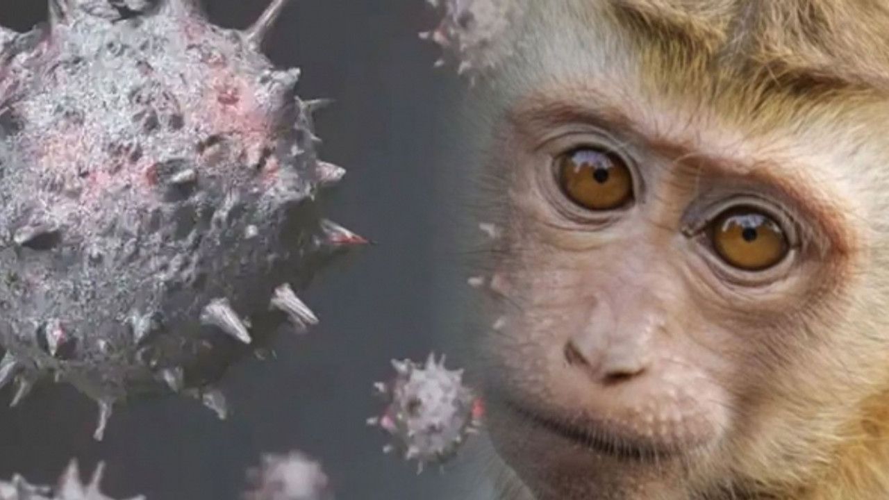Maymun çiçeği virüsü bir ülkeye daha sıçradı