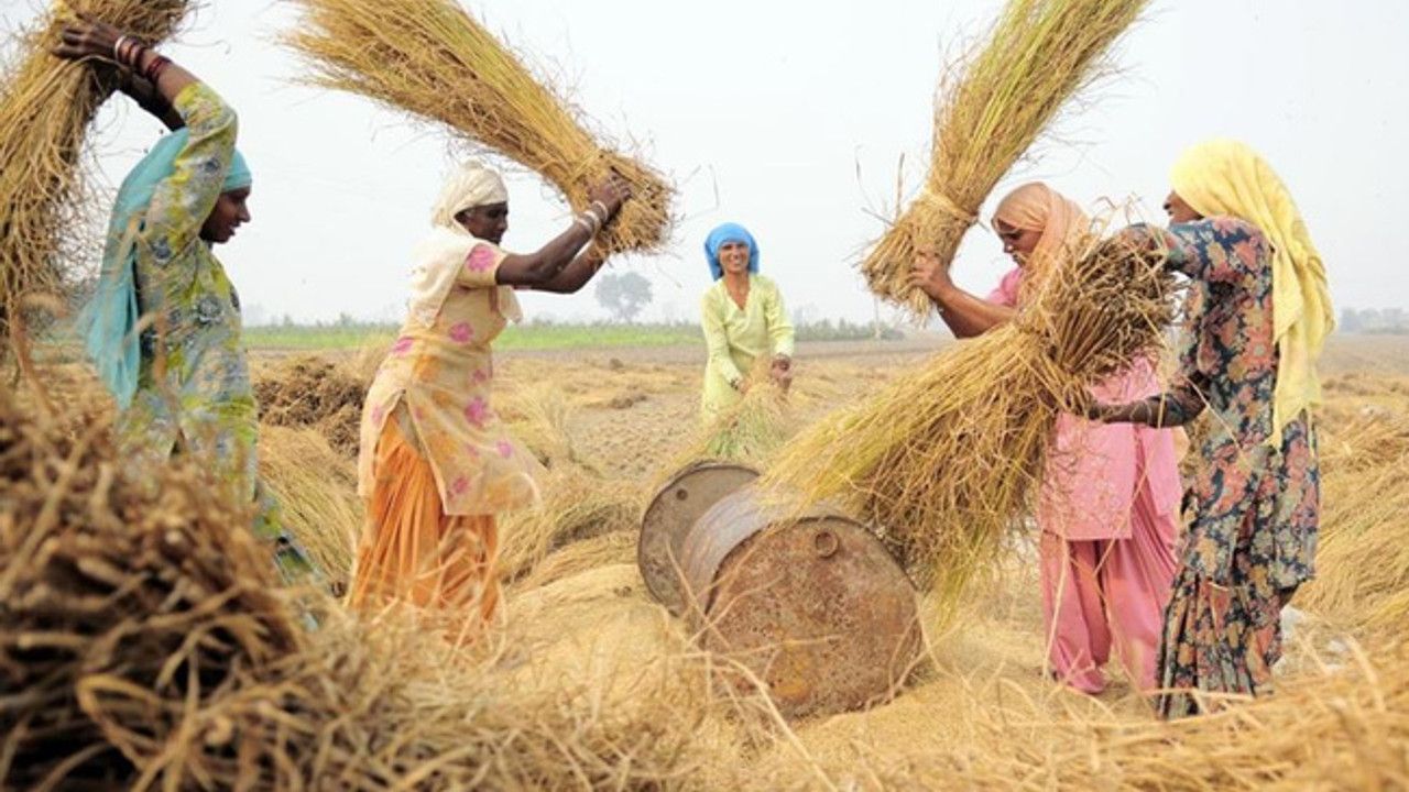 Sıcağın vurduğu Hindistan'dan buğday ihracatına yasak!