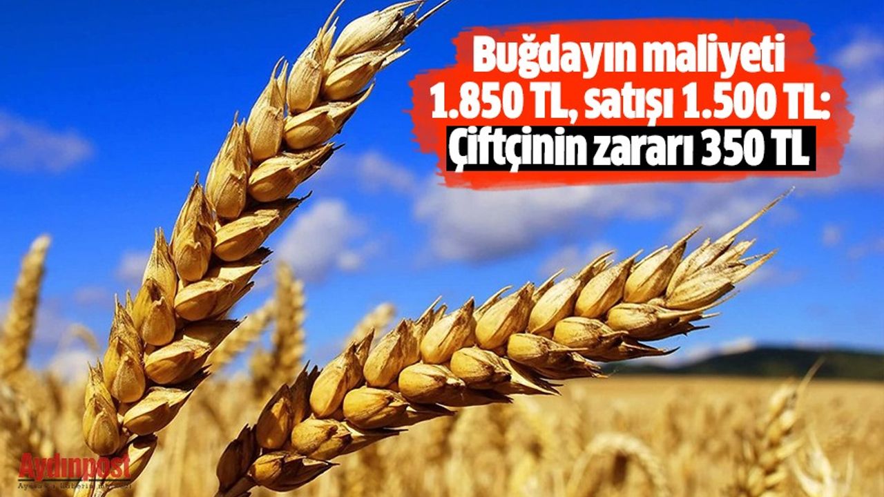 Buğdayın maliyeti 1.850 TL, satışı 1.500 TL; çiftçinin zararı 350 TL