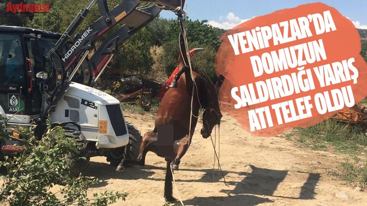 Yenipazar'da domuzun saldırdığı yarış atı öldü
