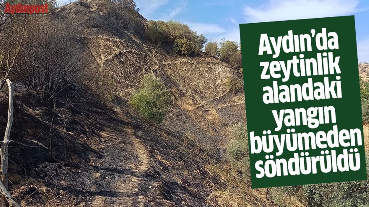 Aydın’da zeytinlik alandaki yangın büyümeden söndürüldü