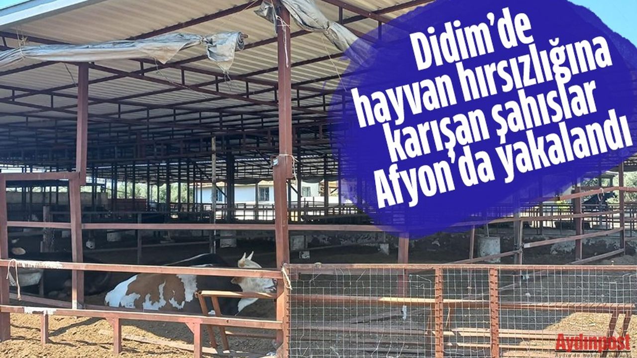 Didim’de hayvan hırsızlığına karışan şahıslar Afyon’da yakalandı