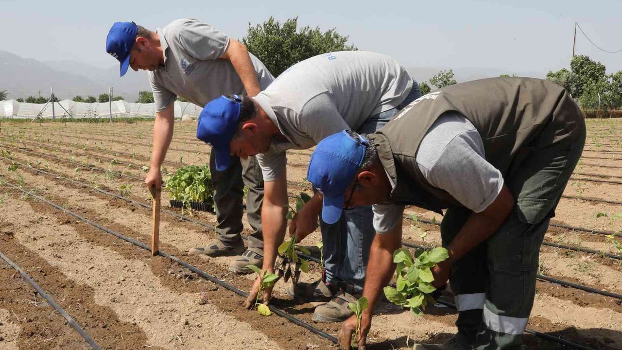 Aydın Büyükşehir Belediyesi gelecek yılın tohumlarını yetiştiriyor