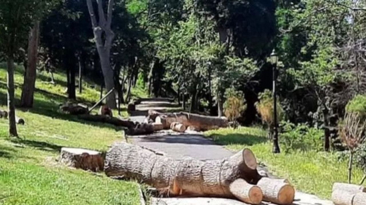 Orman Müdürlüğü'nden  İBB'ye 'izinsiz ağaç kesimi' cezası