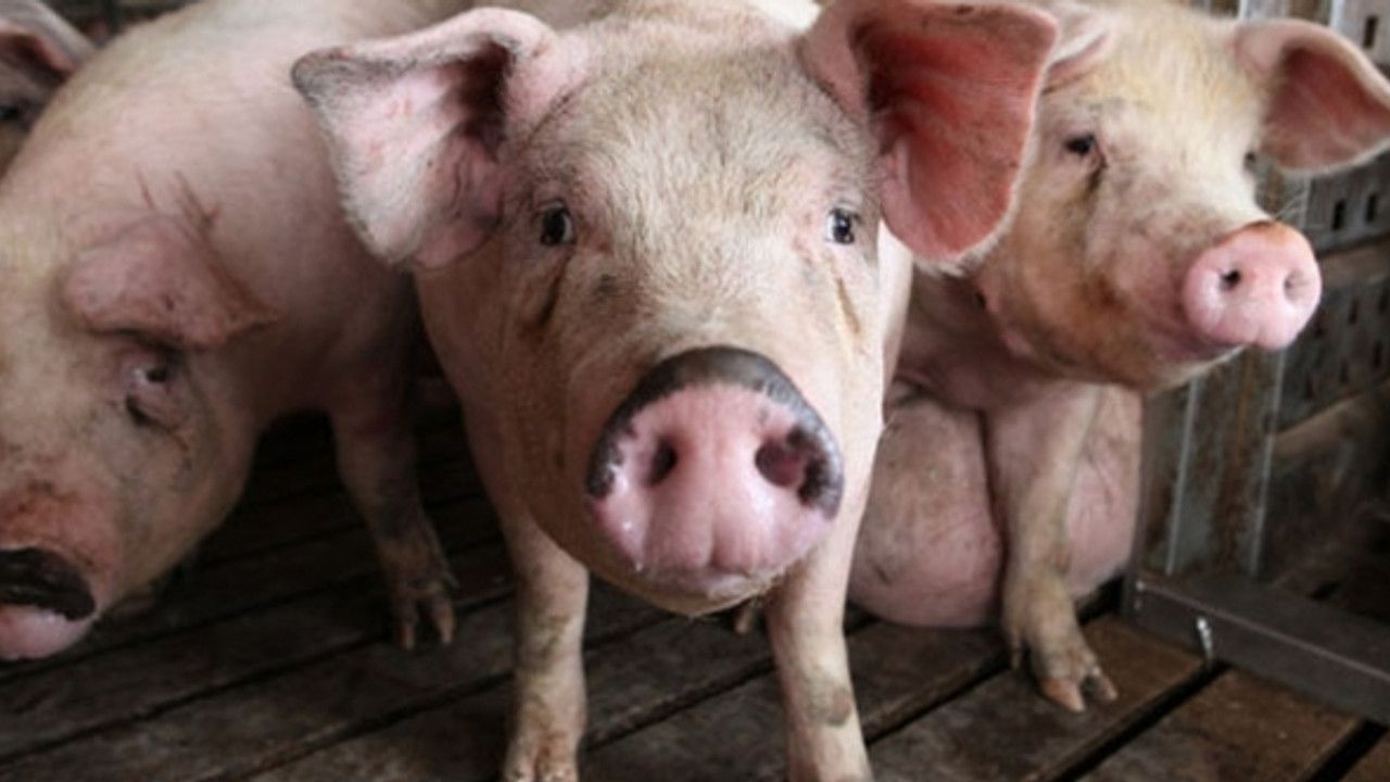 Uzmanlar domuzlardan insanlara bulaşan yeni virüs tehlikesi için uyardı