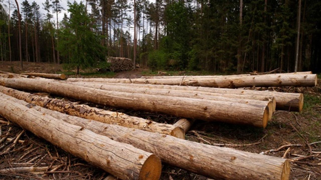 Yüksek enerji maliyetlerine karşı öneri: "Ormandan odun toplayın"