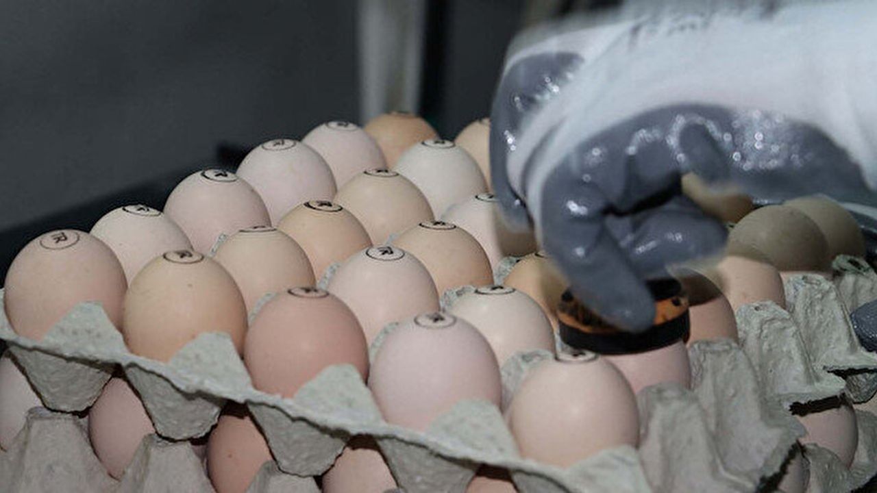#SONDAKİKA Rekabet Kurumu yumurta sektörüne yönelik 2 ayrı soruşturma başlattı