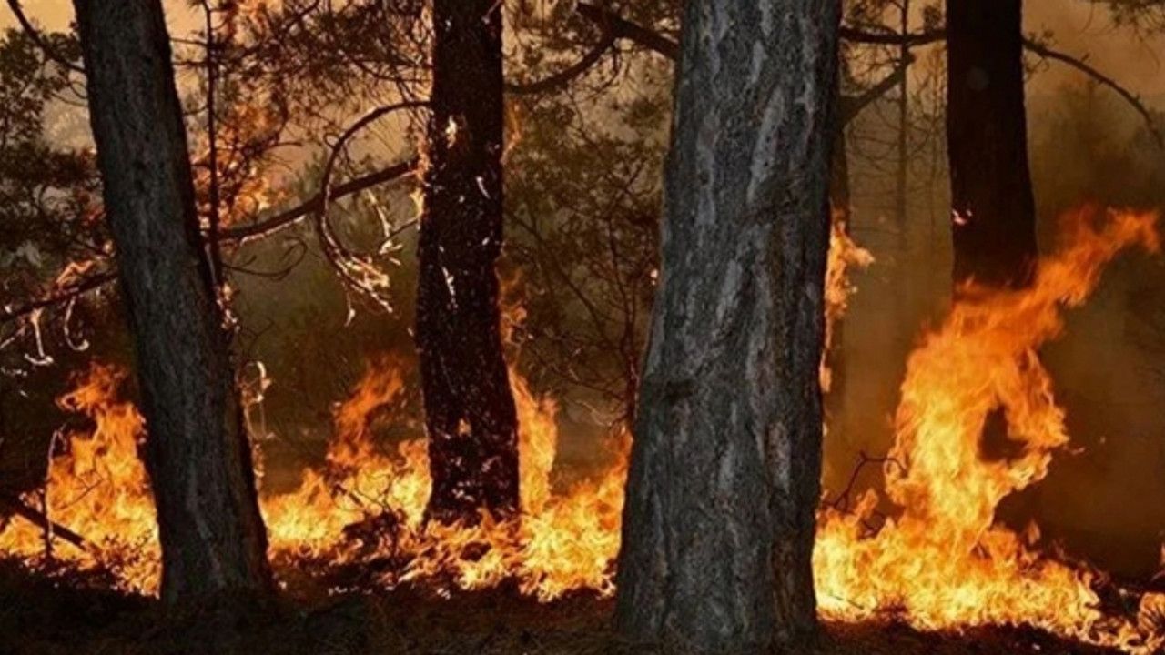 AFAD bu illeri orman yangınlarına karşı uyardı