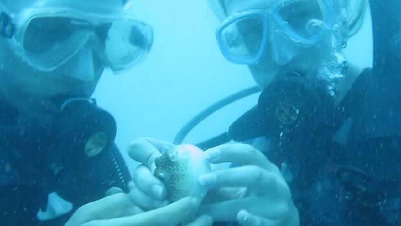 Antalya’da balon balıklarının ‘şirinler’ sürüsü kıyıyı işgal etti