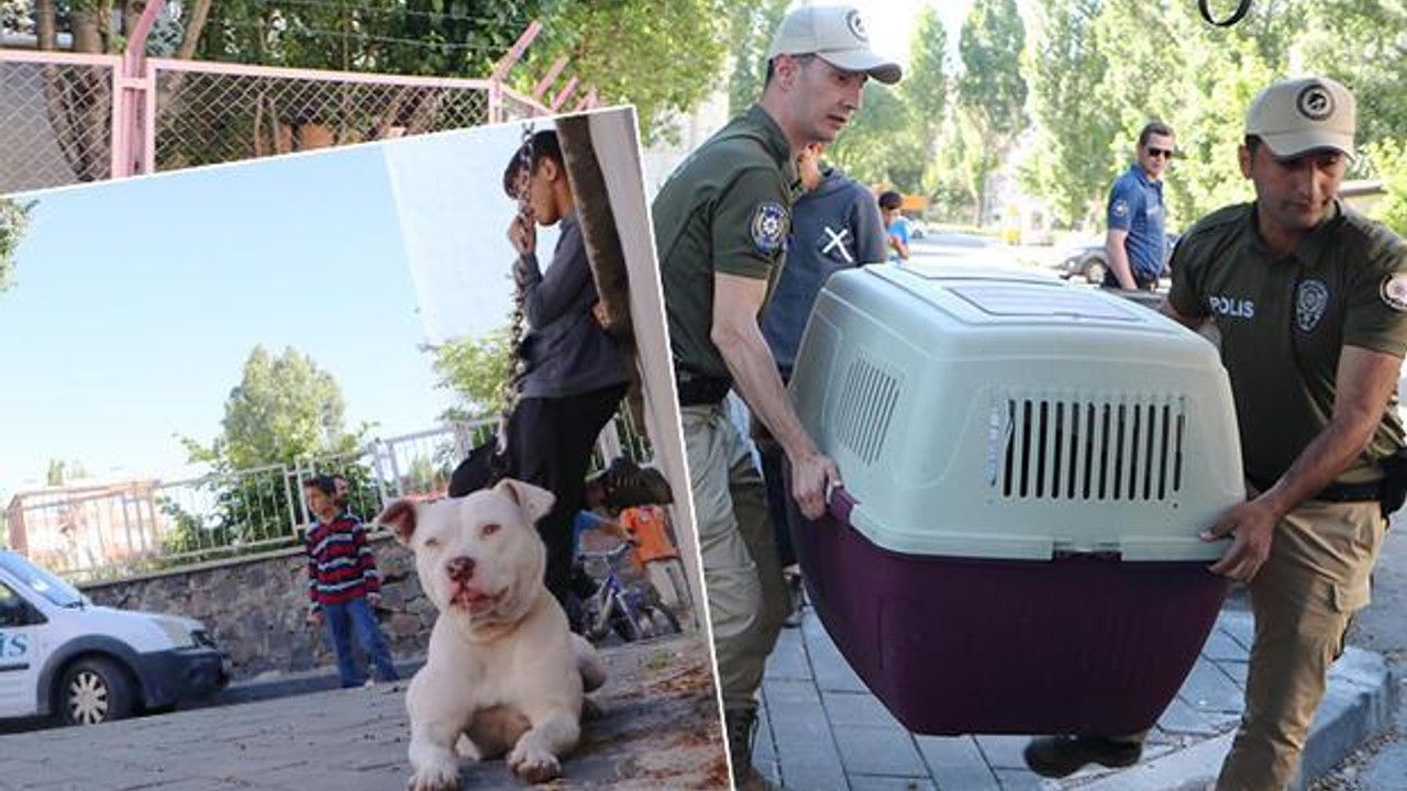 Erzurum'da sokağa bırakılan Pitbull cinsi köpeği evine götürürken polise yakalandı
