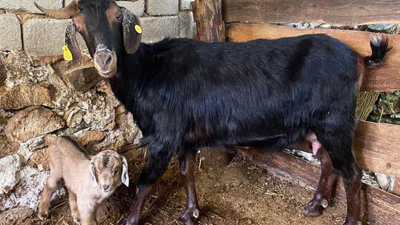 Kurbanlık aldıkları keçi doğum yapınca kesmekten vazgeçti