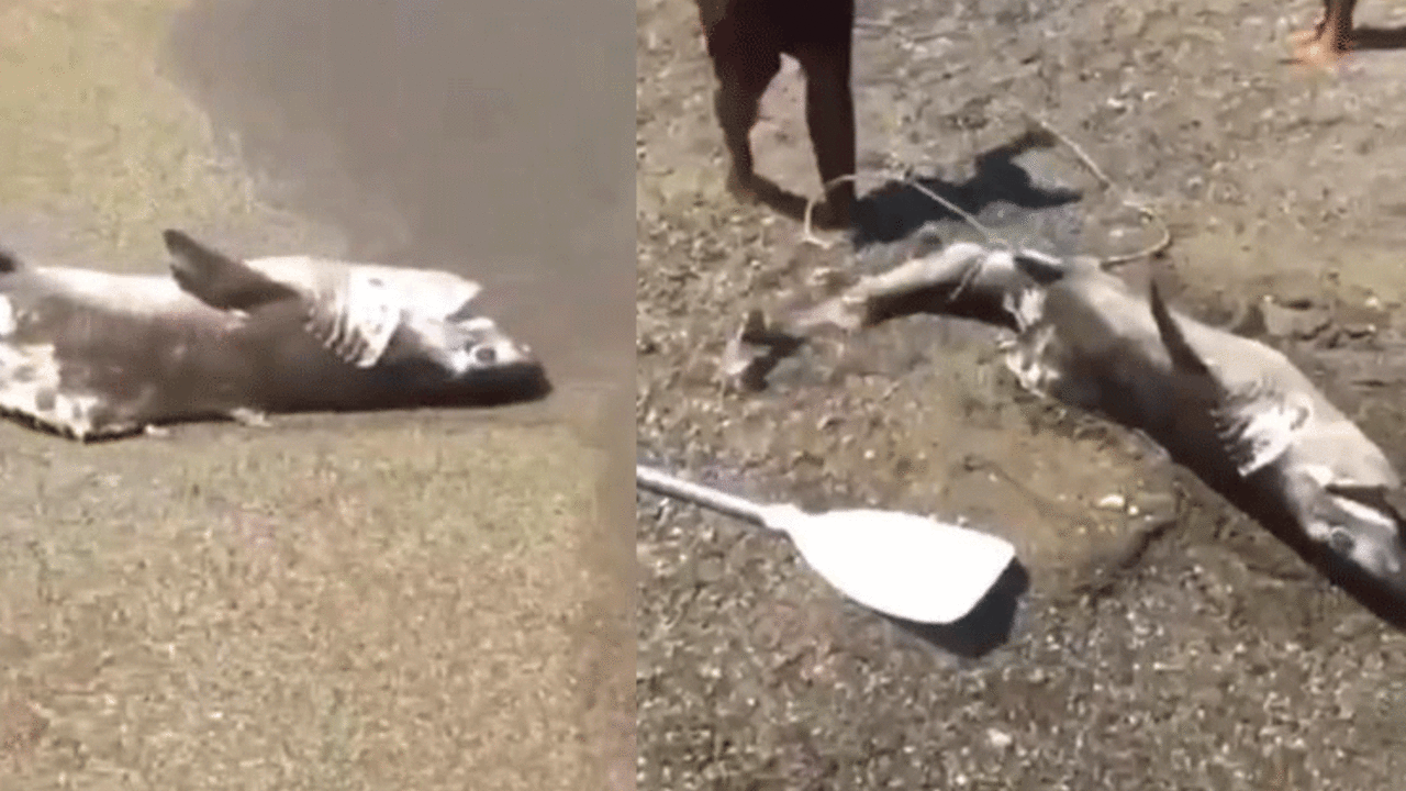 Tatilciler tedirgin oldu! 1,5 metrelik camgöz köpek balığı kıyıya vurdu