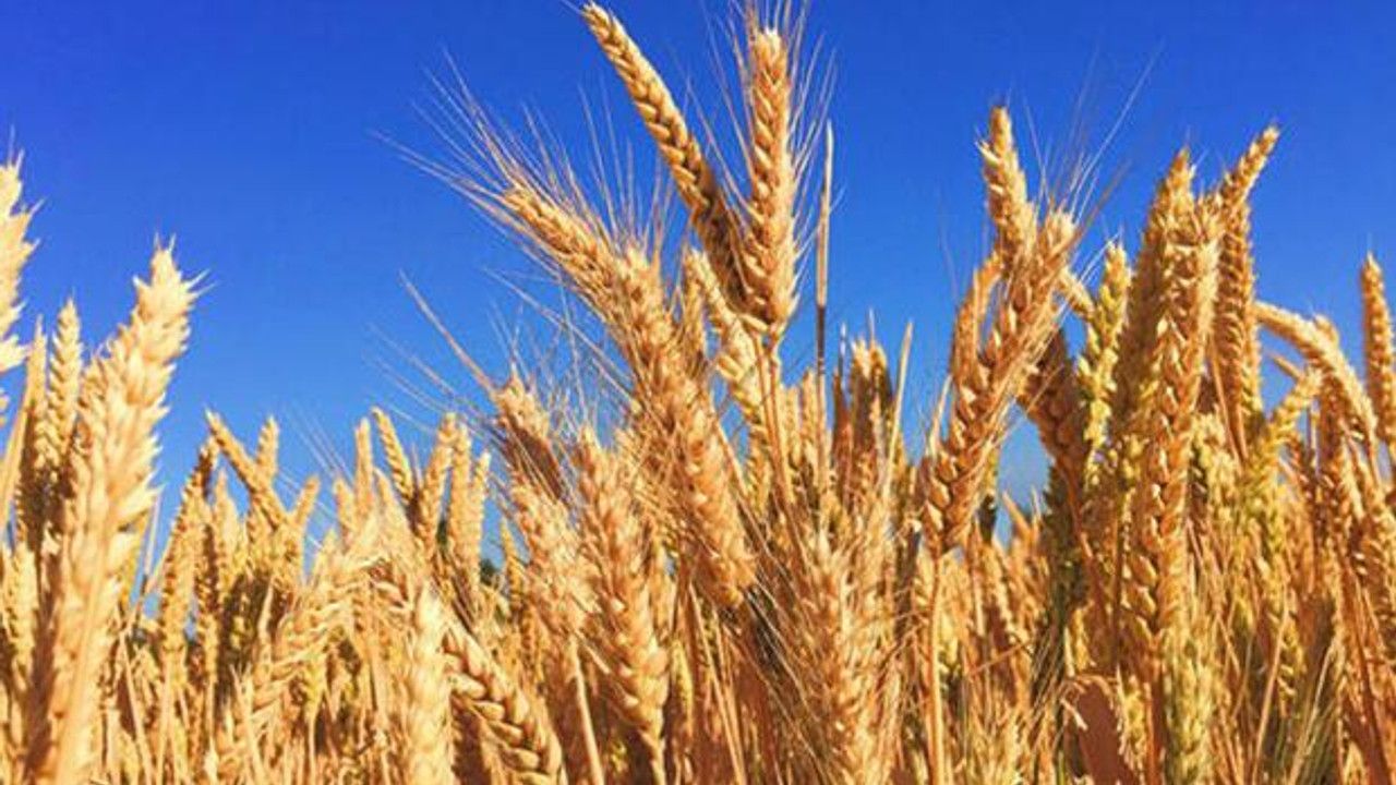 TMO, buğday ve arpaya destek primi ödeyecek
