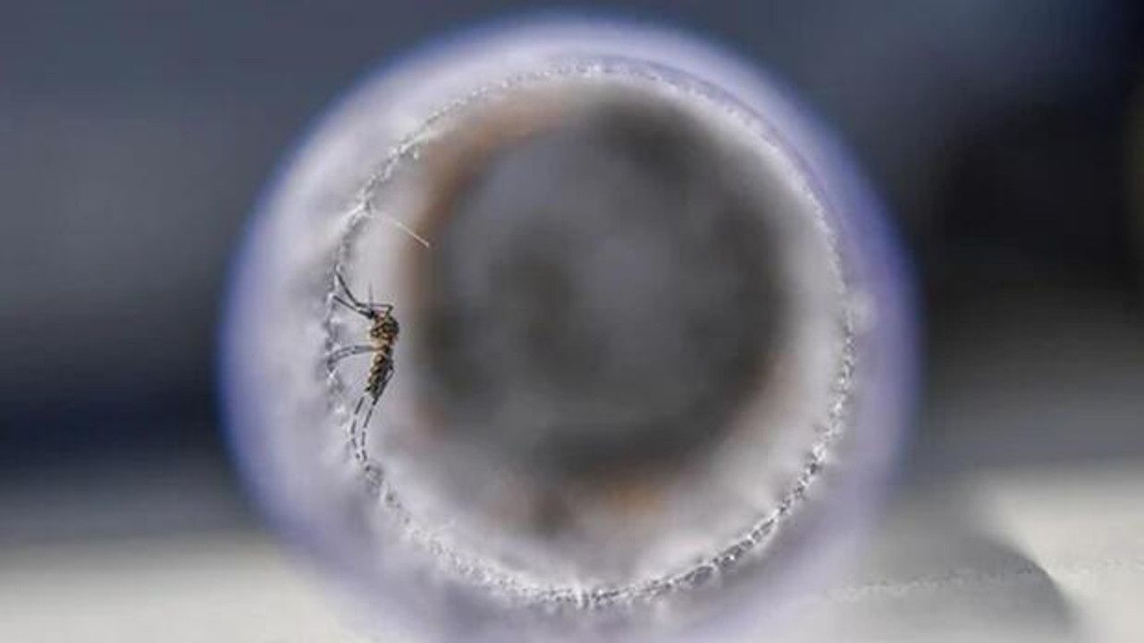 Virüs yayan sivrisinekler şoke etti… Kokularımızı değiştiriyorlar!