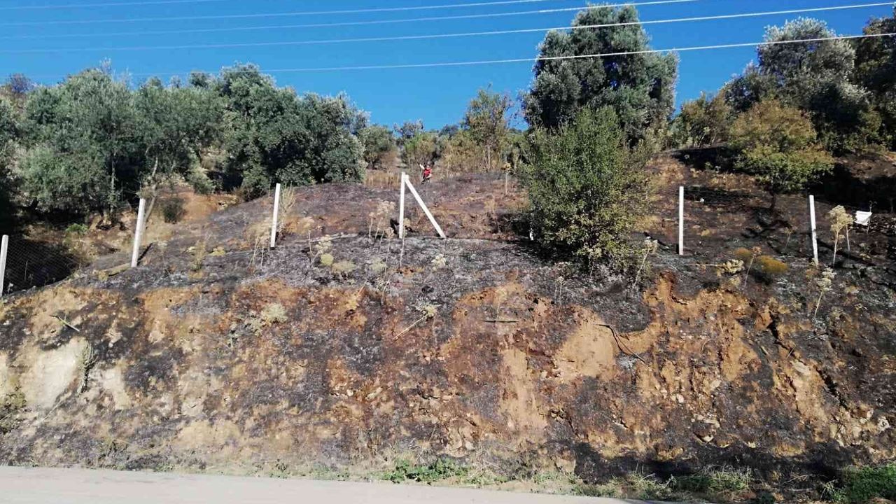 Koçarlı'daki yangında 100 dönüm arazi zarar gördü