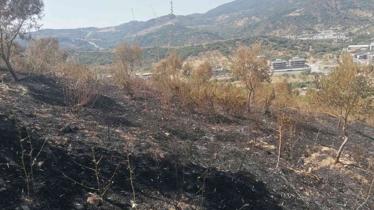 Yangından zarar gören zeytin ağaçları için çalışma başlatıldı