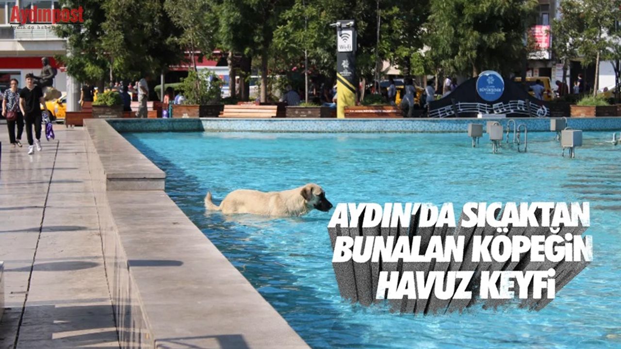 Aydın’da sıcaktan bunalan köpeğin havuz keyfi