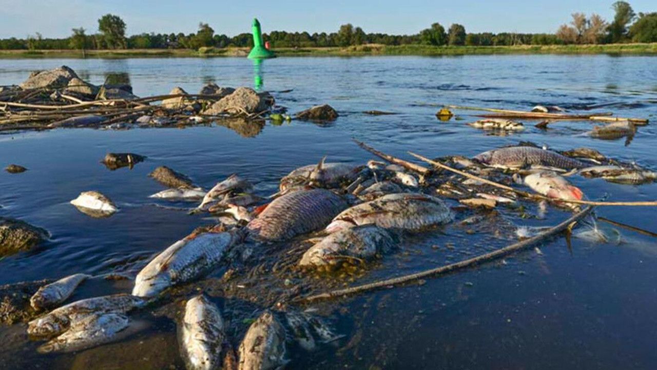Avrupanın göbeğinde felaket! Oder Nehrinde 10 ton balık telef oldu... Polonya Başbakanından sert tepki