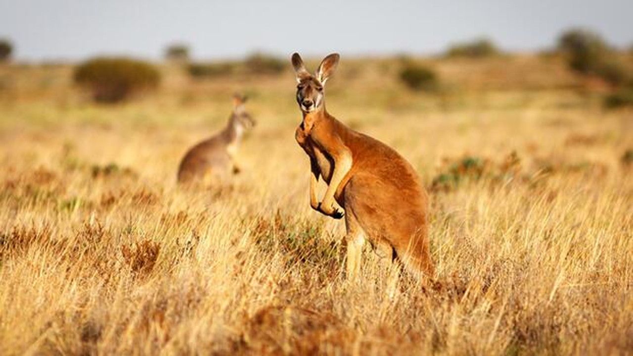 A﻿vustralya'da bir adam kangurusu tarafından öldürüldü