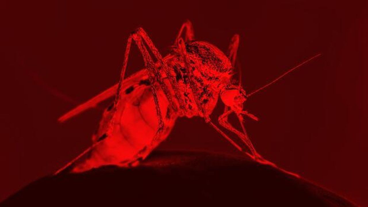 Bir sivrisinek ısırığından ne olur demeyin! 8 SORUDA "öldürücü" Batı Nil virüsü...