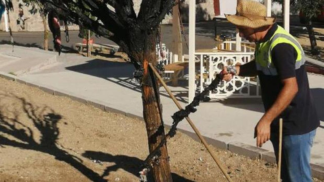 Cemevinin dilek ağacını yakan 2 kişiye gözaltı