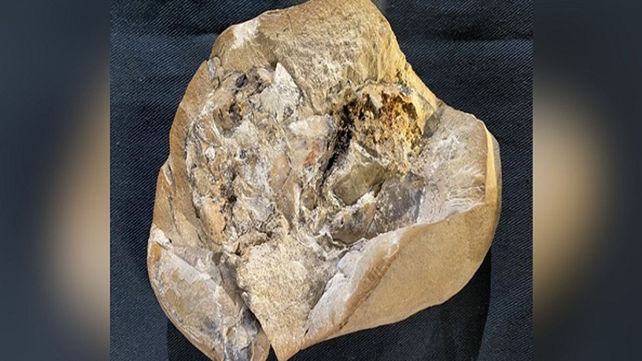 Dünya'nın en yaşlı kalbi bulundu: Tam tamına 390 milyon yaşında!