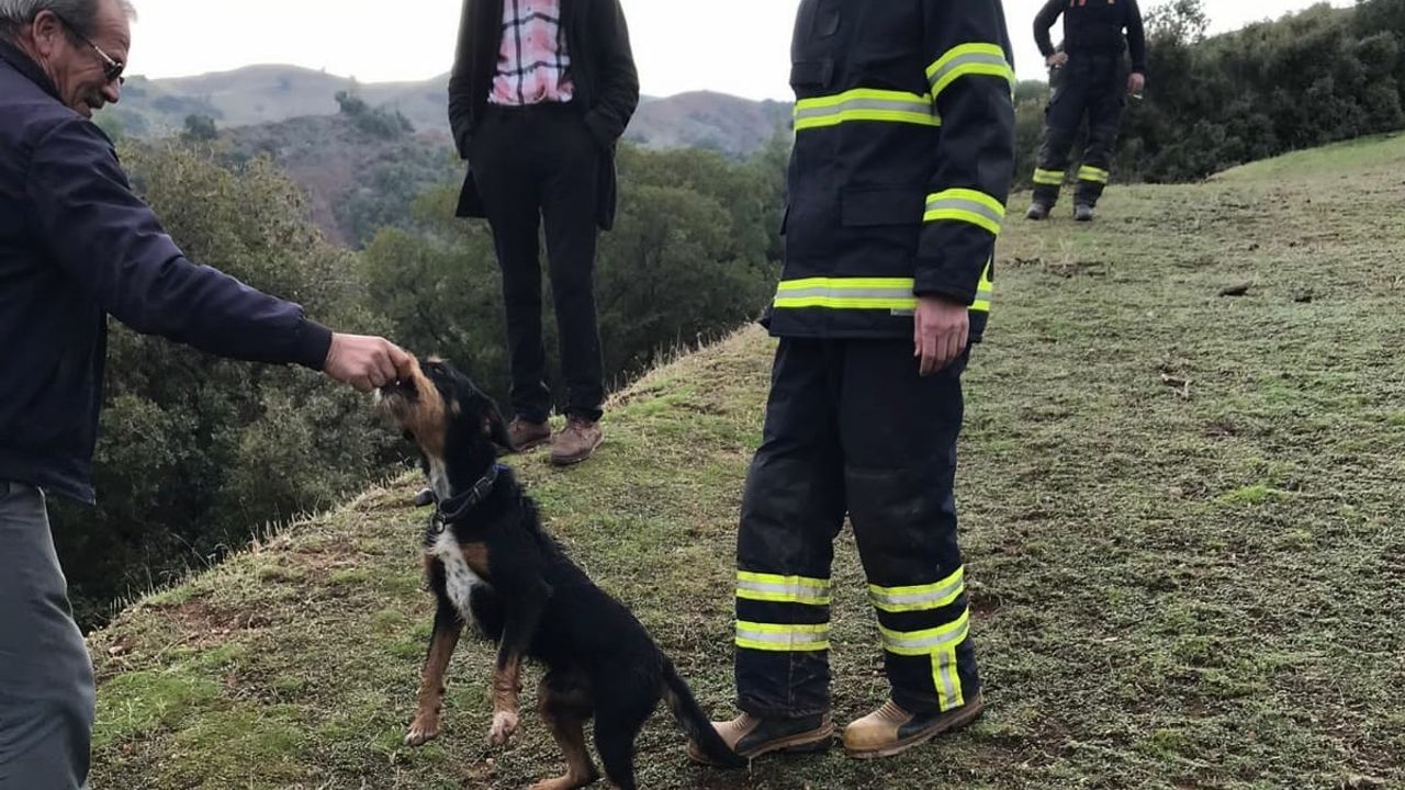 Efeler'de uçuruma düşen köpeği itfaiye kurtardı