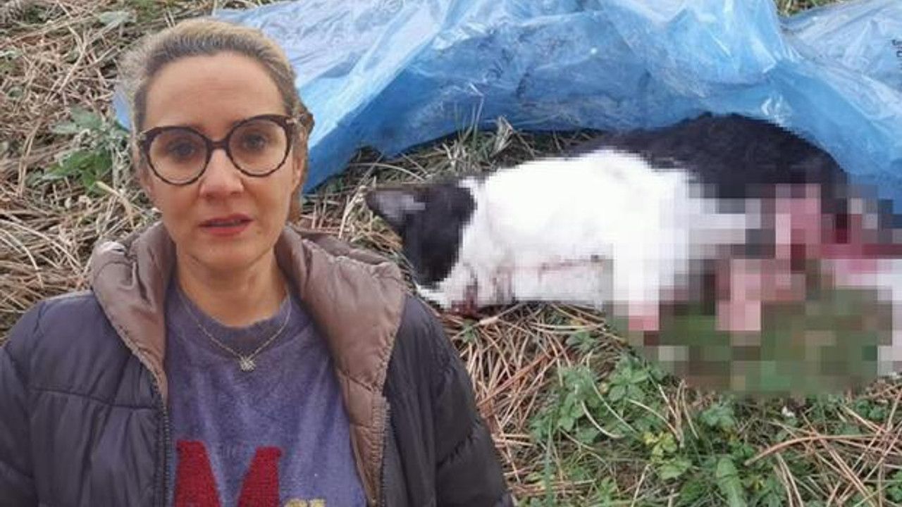 Bursa'da vahşet! 5 ayda baktığı 4 kedi öldürüldü, yavru kedisi patileri kesilmiş bulundu