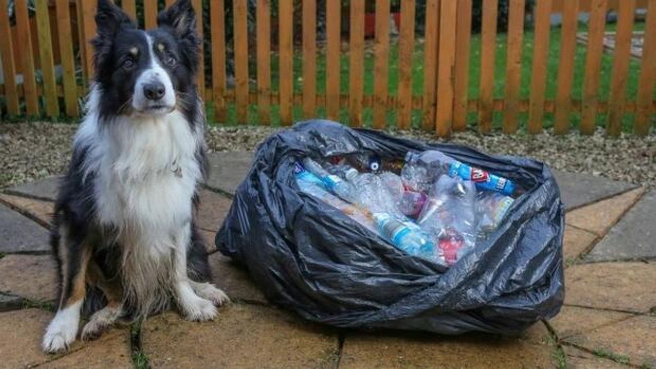 Çevreci köpek Scruff'tan örnek davranış: 1000 adet plastik şişe topladı