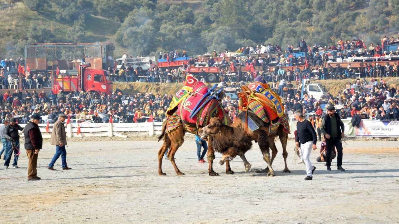 Aydın'da develer dünya kupasını kazanmak için arenaya çıkacak