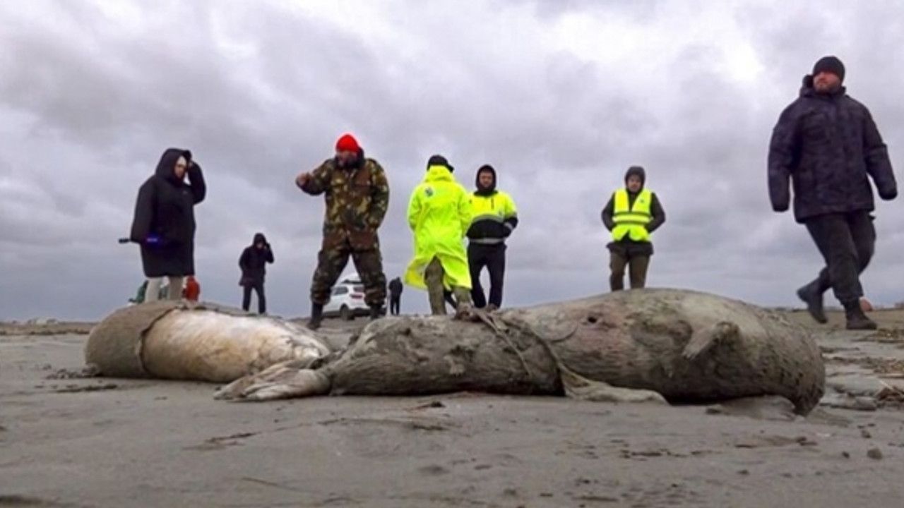 Hazar Denizi kıyısında 2 bin 500 civarında ölü fok görüldü