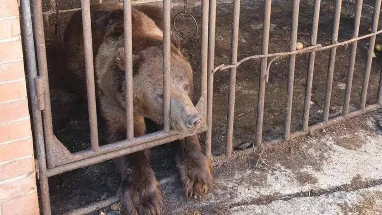 Ukrayna'da savaştan kurtarılan ayı yeni evine kavuştu...