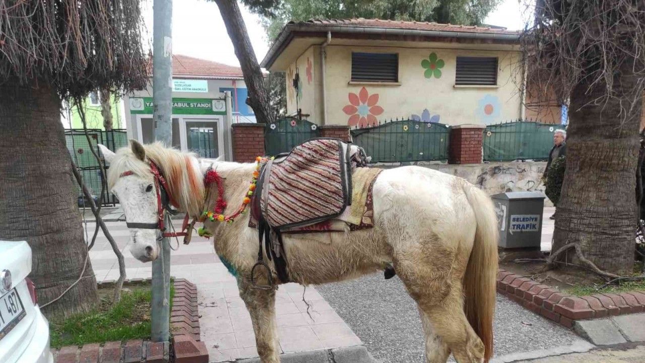 Aydın'ın beyaz atlı kovboyu uyarıları dinlemedi, trafik ekipleri atını bağladı