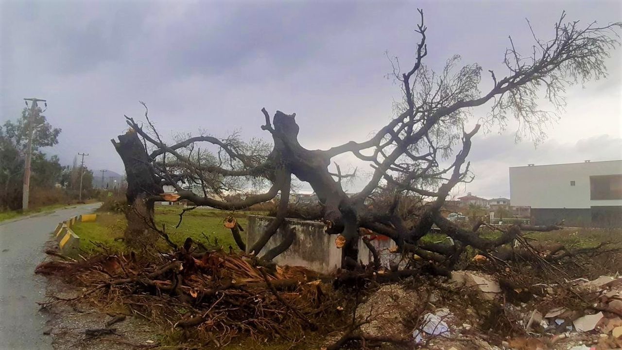 Kuşadası'nda fırtına, 2 asırlık ağacı devirdi