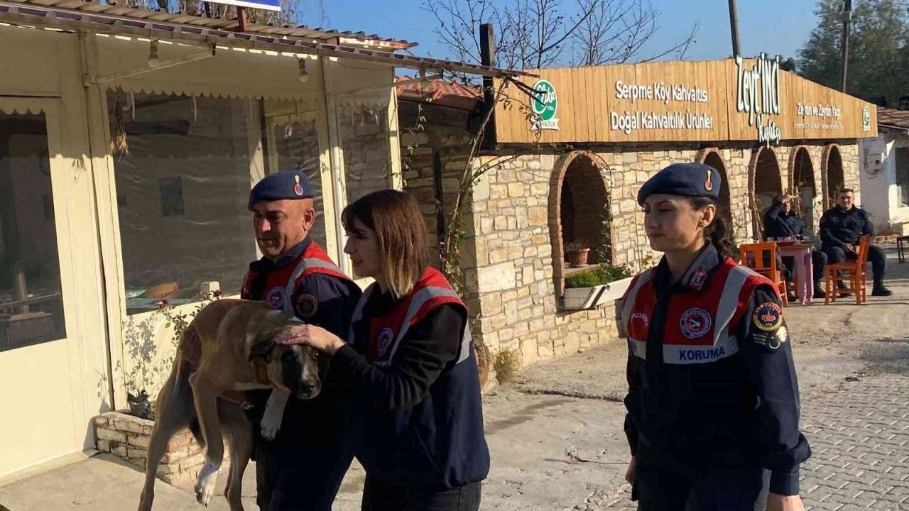 Söke'de yaralı köpek, jandarma tarafından kurtarıldı