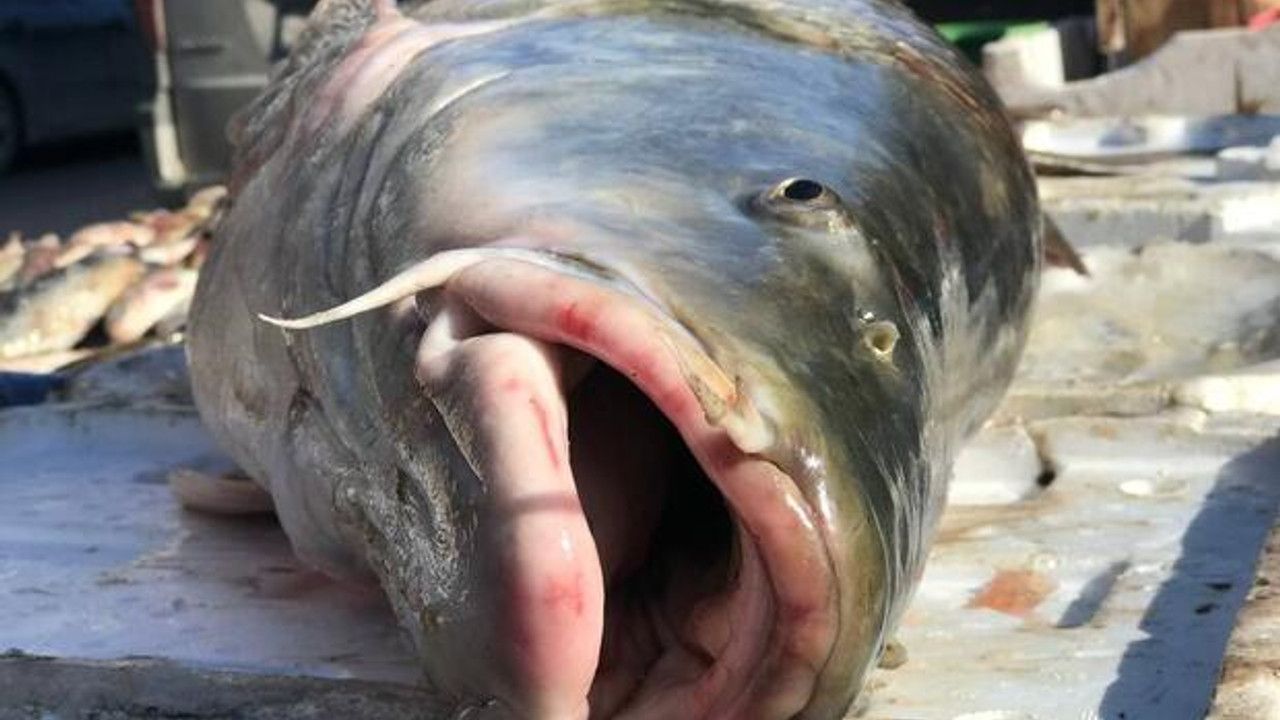 Görenler dönüp bir kez daha baktı! 75 kiloluk dev Turna balığı