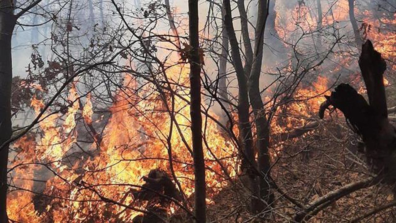Manisa'daki orman yangınında 5 dönüm alan zarar gördü