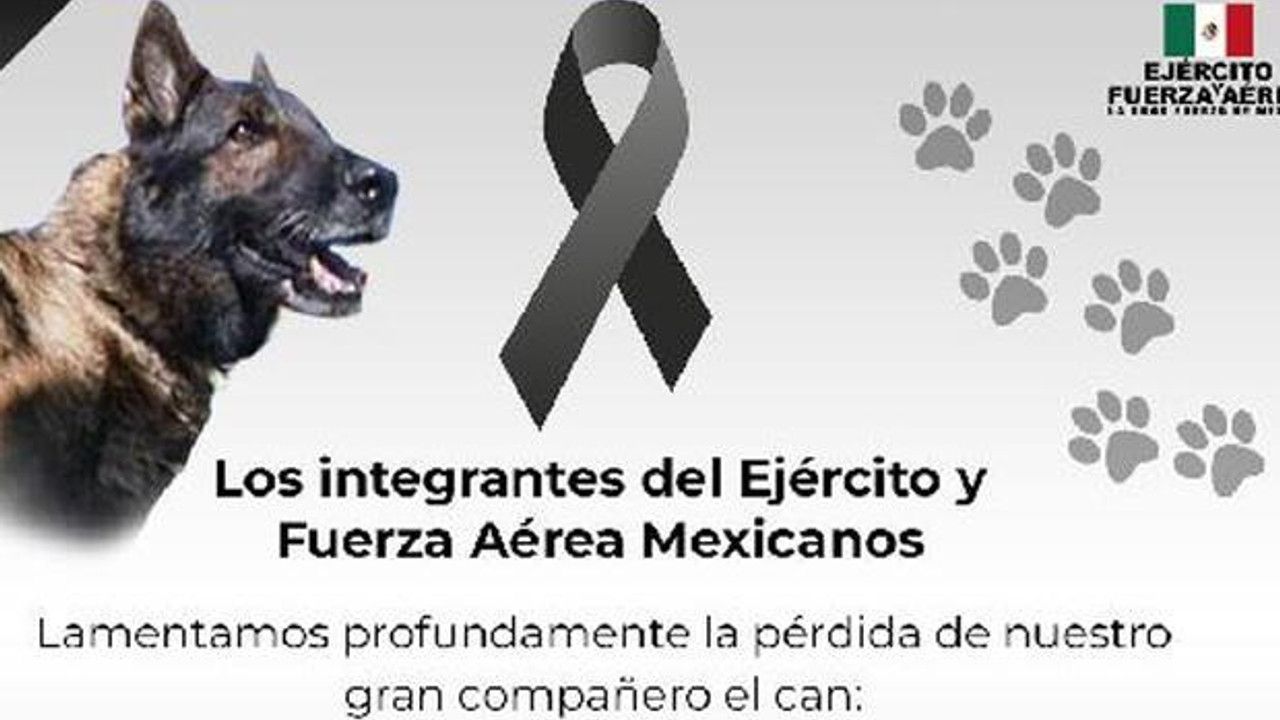 Meksika’dan gelen kurtarma köpeği ‘Proteo’ hayatını kaybetti